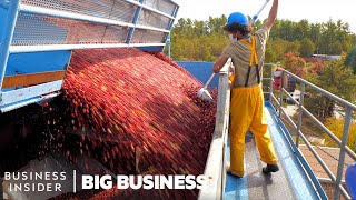 How 100 Billion Cranberries Are Harvested In 6 Weeks  Big Business [upl. by Dorris]