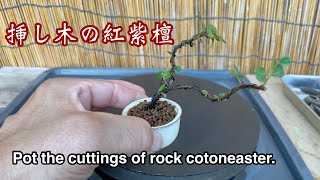 挿し木の紅紫檀／Pot the quotRock Cotoneaster quot cuttings [upl. by Elston798]