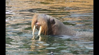 Walrussen  Pacific walrusses  Dolfinarium Harderwijk [upl. by Inalan]