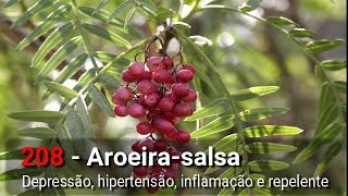 Autor da Própria Saúde  Aroeirasalsa Depressão hipertensão inflamação repelente [upl. by Topliffe248]