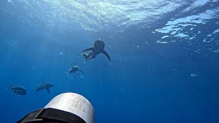 Elphinstone Blue Water Arena 112023  Longimanus Crevalle Jack Barracuda [upl. by Aitercul992]