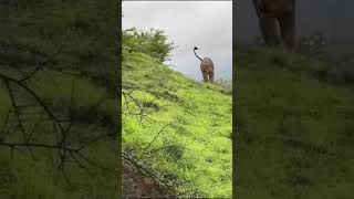 Gir National park Lion attack🦁🦁 GujaratviralvideoshortvideoLionAttacktrendingshortsshorts [upl. by Armond]