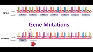 Gene mutations [upl. by Kimberly]