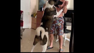 Akita videosAkita funnу My Dog ​​is Attacking its Owner [upl. by Suivatra669]