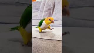 The Little Squeak 😭 Cute Talking Parrot 🦜 talkingparrot parrot funny [upl. by Cralg]