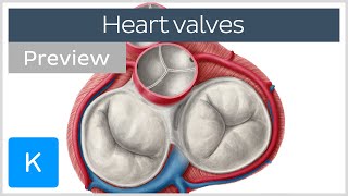 Valves of the heart preview  Human Anatomy  Kenhub [upl. by Esiom]