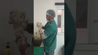 Surgical hand antisepsis surgeon follow protocol surgeryday vetlife vetvlogs animaldoctor [upl. by Brass736]