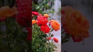 Roses amp Rain View [upl. by Aderb435]