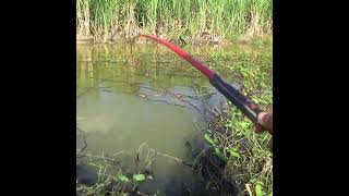 Beautiful Tela Piya Fish Hunting By Hooks shorts [upl. by Plank430]