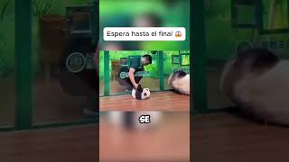 La INCREÍBLE técnica para salvar a un bebé panda 🐼💨 shorts [upl. by Ardolino347]