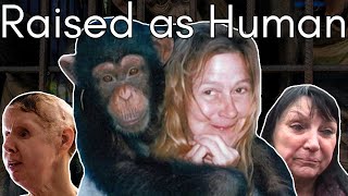 Imprisoned Drugged and Confused Travis the Chimp’s Attack on Charla Nash [upl. by Acined]