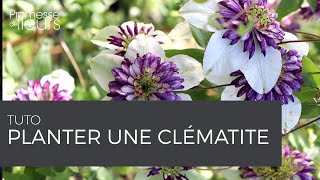 Tuto  Comment planter une Clématite [upl. by Solegnave673]