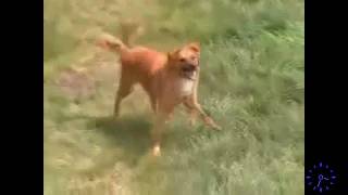 Dog Raves His Face Off HD [upl. by Nwahsav]