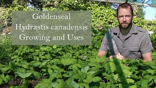 Goldenseal Hydrastis canadensis growing in Ireland [upl. by Tiebout]