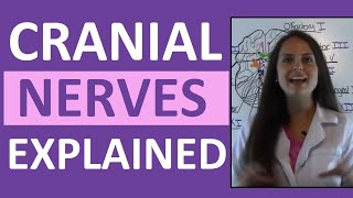 Cranial Nerves Anatomy  Cranial Nerves Mnemonic Made Easy [upl. by Alphonsa]