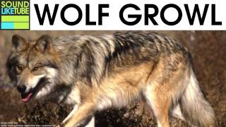 Wolf Growl Sound 2 Hours [upl. by Tracie]