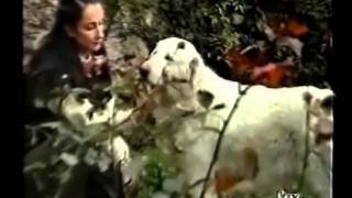 Documentario  ITA Cane da pastore maremmano abruzzese 1 partewmv [upl. by Novahc991]