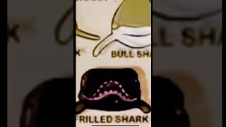 Frilled shark 🫢🫢🫢 шорты shortvideo shark edit ocean scary [upl. by Barina683]