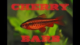 Cherry barb Puntius titteya  species profile [upl. by Africah]