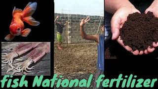 fish national fertilizer ખાતર કેવી રિતે બનાવુ મસી નુ ખાતર સાણિયૂ ખાતર garden 🏡🏡 કુદરતી ખાતર [upl. by Nbi812]