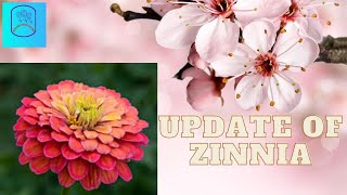 Zinnia flowers up Date Zinnia Pinching cutting [upl. by Sansen165]