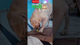 Green सब्जी🥒 k फायदे buddy🐷 btayega😁  tags ytshorts labrador doglover yt funny comedy love [upl. by Nosnek]