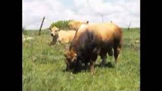 A history of Aubrac cattle [upl. by Ramin]