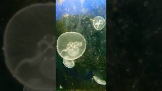 Las medusas son Cnidarios o celenterados donde se encuentran los corales biologiayecologia [upl. by Theresa]