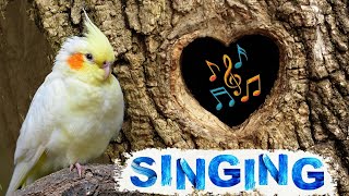 Cockatiel singing amp whistle training  cockatiel talking [upl. by Laehcym]