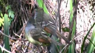 Birding Corkscrew Swamp Sanctuary [upl. by Araet]