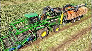 Fully Mechanical PUMPKIN 🎃 HARVEST for Fresh Market  De Terp Squashpackers [upl. by Zelikow]