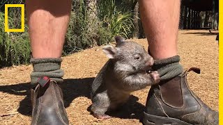 Ces bébés animaux vont vous faire sourire [upl. by Jamey]