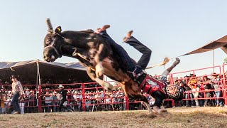 SE LO LLEVO ARRASTRANDO CON ESTOS TOROS NO SE JUEGA  Rancho Amanecer en El Zapote Michoacan [upl. by Gildea]