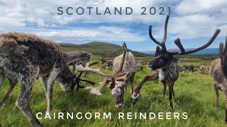 Cairngorm Reindeer Walk [upl. by Adah]