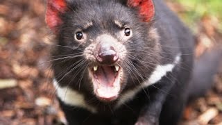 Incredible Video Of Tasmanian Devil Hunting [upl. by Rieger]