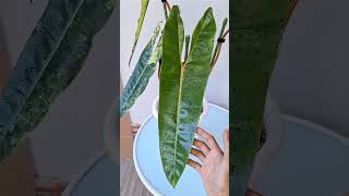 Philodendron billietiae varigata Philodendron billietiae variegated plantlover viralvideo garden [upl. by Riabuz727]