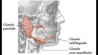 l’épithélium glandulaireles  les glandes exocrines [upl. by Yeslek]