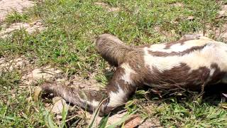 sloth running for its life [upl. by Darryn39]