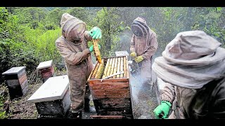 Preparar Colmenas para la Floracion y como llevar un calendario botanico Apicola [upl. by Duffie832]