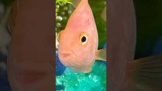 Parrot fish parrotfish fish fishtank [upl. by Llerej]