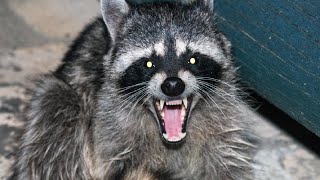 Raccoon Sounds  Noises [upl. by Malcom]