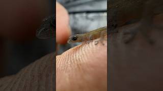 One of the smallest reptiles ever Sphaerodactylus nicholsi microgecko lizard reptile [upl. by Audry]