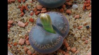 Lithops flower bud growth and first bloom  Time lapse 720p HD video [upl. by Aurlie549]