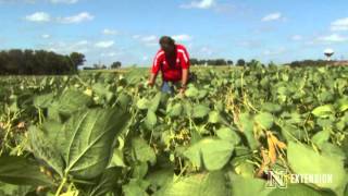 Managing Sclerotinia Stem Rot in Soybean [upl. by Eidoj]