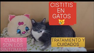 CISTITIS EN GATOS INFECCION DE VIAS URINARIAS TRATAMIENTO [upl. by Nico]