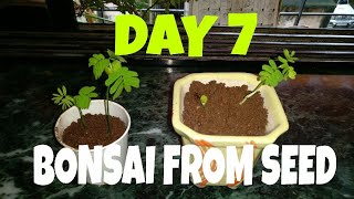 Albizia Julibrissin bonsai  Bonsai from seed  Day 7  ITS AWESOME [upl. by Moises56]