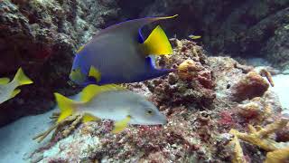 3 Exploring across the sands and Lava Rocks Palancar Bricks Cozumel [upl. by Beard610]