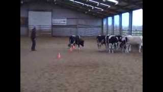 Australian Cattledog training herding cows [upl. by Kcirdahc]