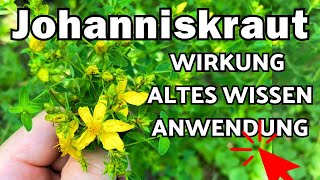 Johanniskraut Wirkung Anwendung amp altes Wissen 🌞 Hypericum perforatum [upl. by Eniale]