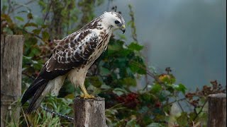 Jonge Buizerd [upl. by Siahc]